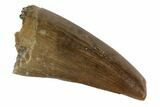 Tyrannosaur Premax Tooth - Judith River Formation, Montana #93121-1